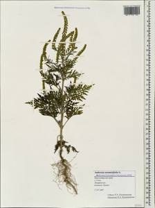 Ambrosia artemisiifolia L., Caucasus, Black Sea Shore (from Novorossiysk to Adler) (K3) (Russia)