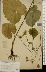 Doronicum macrophyllum Fisch., Caucasus, Armenia (K5) (Armenia)