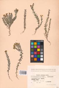 MHA 0 159 189, Linaria cretacea Fisch. ex Spreng., Eastern Europe, North Ukrainian region (E11) (Ukraine)