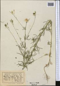 Crupina vulgaris (Pers.) Cass., Middle Asia, Kopet Dag, Badkhyz, Small & Great Balkhan (M1) (Turkmenistan)