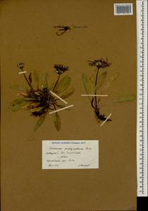 Taraxacum porphyranthum Boiss., Caucasus, Krasnodar Krai & Adygea (K1a) (Russia)