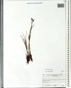 Carex cespitosa L., Eastern Europe, Central forest region (E5) (Russia)