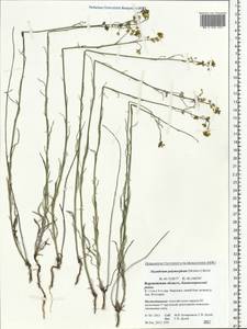 Sisymbrium polymorphum (Murray) Roth, Eastern Europe, Central forest-and-steppe region (E6) (Russia)