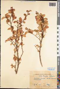 Betula humilis Schrank, Eastern Europe, Northern region (E1) (Russia)
