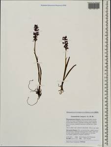 Gymnadenia conopsea (L.) R.Br., Eastern Europe, Northern region (E1) (Russia)