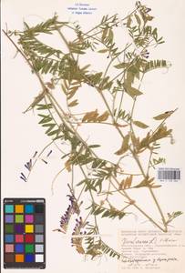 Vicia villosa Roth, Eastern Europe, Lower Volga region (E9) (Russia)