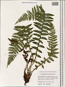 Polystichum braunii (Spenn.) Fée, Caucasus, Krasnodar Krai & Adygea (K1a) (Russia)