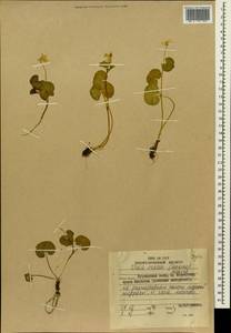 Viola crassa (Makino) Makino, Siberia, Russian Far East (S6) (Russia)