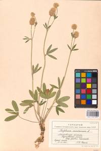 Trifolium montanum L., Eastern Europe, Moscow region (E4a) (Russia)