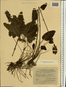 Betonica officinalis L., Eastern Europe, South Ukrainian region (E12) (Ukraine)