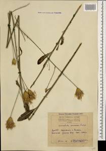 Klasea coriacea (Fisch. & C. A. Mey.) Holub, Caucasus, Armenia (K5) (Armenia)