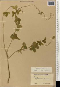 Cynanchum acutum L., Caucasus, Black Sea Shore (from Novorossiysk to Adler) (K3) (Russia)