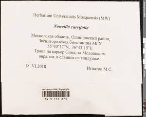 Nowellia curvifolia (Dicks.) Mitt., Bryophytes, Bryophytes - Moscow City & Moscow Oblast (B6a) (Russia)