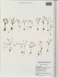 Androsace elongata L., Eastern Europe, Lower Volga region (E9) (Russia)
