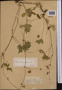 Potentilla reptans L., Middle Asia, Dzungarian Alatau & Tarbagatai (M5) (Kazakhstan)