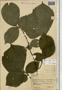 Ulmus glabra Huds., Eastern Europe, North Ukrainian region (E11) (Ukraine)