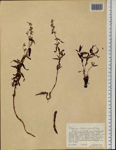 Koenigia tripterocarpa (A. Gray) T. M. Schust. & Reveal, Siberia, Russian Far East (S6) (Russia)