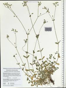 Cerastium holosteoides Fr., Eastern Europe, Northern region (E1) (Russia)