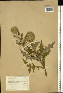 Echinops sphaerocephalus L., Eastern Europe, South Ukrainian region (E12) (Ukraine)