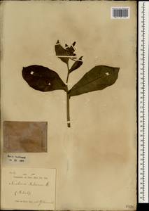 Nicotiana tabacum L., South Asia, South Asia (Asia outside ex-Soviet states and Mongolia) (ASIA) (Indonesia)