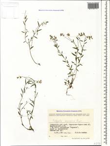 Polygala caucasica Rupr., Caucasus, Stavropol Krai, Karachay-Cherkessia & Kabardino-Balkaria (K1b) (Russia)