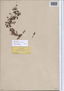 Rosularia serrata (L.) A. Berger, South Asia, South Asia (Asia outside ex-Soviet states and Mongolia) (ASIA) (Turkey)