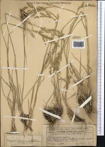 Piptatherum holciforme (M.Bieb.) Roem. & Schult., Middle Asia, Western Tian Shan & Karatau (M3) (Kazakhstan)