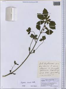 Euphorbia davidii Subils, Eastern Europe, Central region (E4) (Russia)