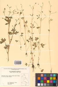 Ranunculus sceleratus L., Siberia, Russian Far East (S6) (Russia)