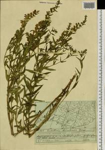 Scutellaria baicalensis Georgi, Siberia, Russian Far East (S6) (Russia)