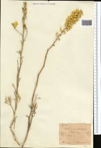 Delphinium semibarbatum Bien. ex Boiss., Middle Asia, Western Tian Shan & Karatau (M3) (Kyrgyzstan)