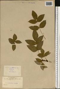 Staphylea pinnata L., Eastern Europe, North Ukrainian region (E11) (Ukraine)