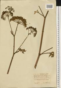 Ostericum palustre (Besser) Besser, Eastern Europe, Central forest-and-steppe region (E6) (Russia)