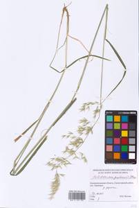 Avenula pubescens (Huds.) Dumort., Eastern Europe, North-Western region (E2) (Russia)