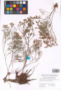 Limonium caspium (Willd.) Gams, Eastern Europe, Lower Volga region (E9) (Russia)