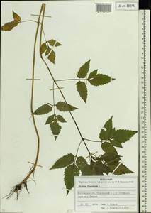 Bidens frondosa L., Eastern Europe, Moscow region (E4a) (Russia)