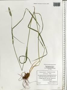 Phleum pratense L., Eastern Europe, Central region (E4) (Russia)