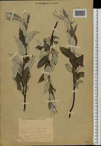 Salix lapponum L., Eastern Europe, Central forest region (E5) (Russia)