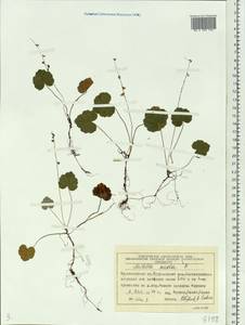 Mitella nuda L., Siberia, Central Siberia (S3) (Russia)