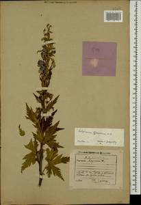 Delphinium flexuosum M. Bieb., Caucasus, Georgia (K4) (Georgia)