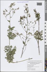 Thalictrum minus subsp. minus, Eastern Europe, Middle Volga region (E8) (Russia)