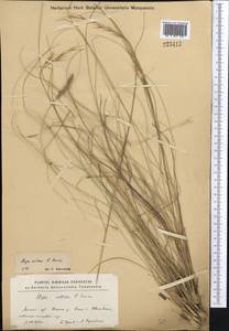 Stipa zalesskii Wilensky, Middle Asia, Northern & Central Kazakhstan (M10) (Kazakhstan)