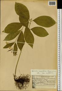 Vincetoxicum ascyrifolium Franch. & Sav., Siberia, Russian Far East (S6) (Russia)