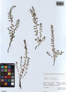 Lysimachia maritima (L.) Galasso, Banfi & Soldano, Siberia, Altai & Sayany Mountains (S2) (Russia)