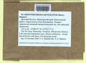 Odontoschisma denudatum (Mart.) Dumort., Bryophytes, Bryophytes - Russian Far East (excl. Chukotka & Kamchatka) (B20) (Russia)
