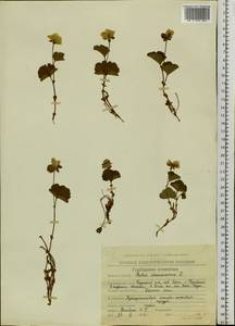 Rubus chamaemorus L., Siberia, Chukotka & Kamchatka (S7) (Russia)