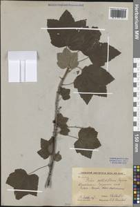 Ribes pallidiflorum Pojark., Siberia, Russian Far East (S6) (Russia)