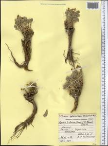 Ajania tibetica (Hook. fil. & Thomson) Tzvelev, Middle Asia, Pamir & Pamiro-Alai (M2) (Tajikistan)