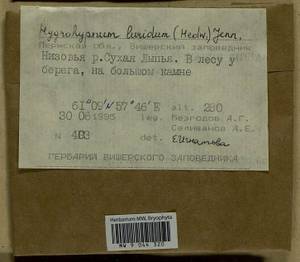 Hygrohypnum luridum (Hedw.) Jenn., Bryophytes, Bryophytes - Permsky Krai, Udmurt Republic, Sverdlovsk & Kirov Oblasts (B8) (Russia)