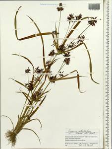 Cyperus orthostachyus Franch. & Sav., Siberia, Russian Far East (S6) (Russia)